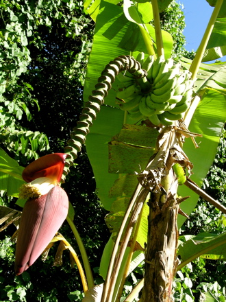 bananiermoorea